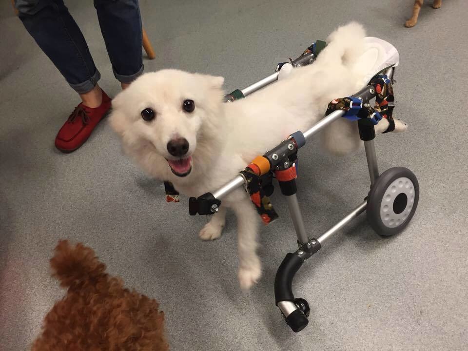 小雨坐上專門訂製的輪椅後，行動自如。  取自狐狸犬的幸福拼圖