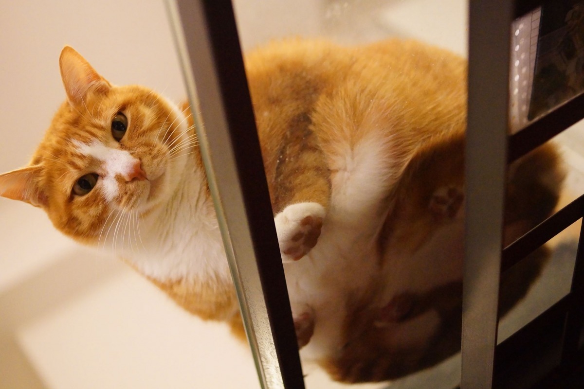 「什麼?你不帶我出門?」 寵物保母Nina/提供