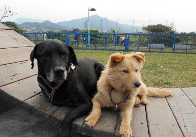 羊羊跟咩咩感情好，外出也要黏在一起。　 取自「掛羊頭賣狗肉」專頁