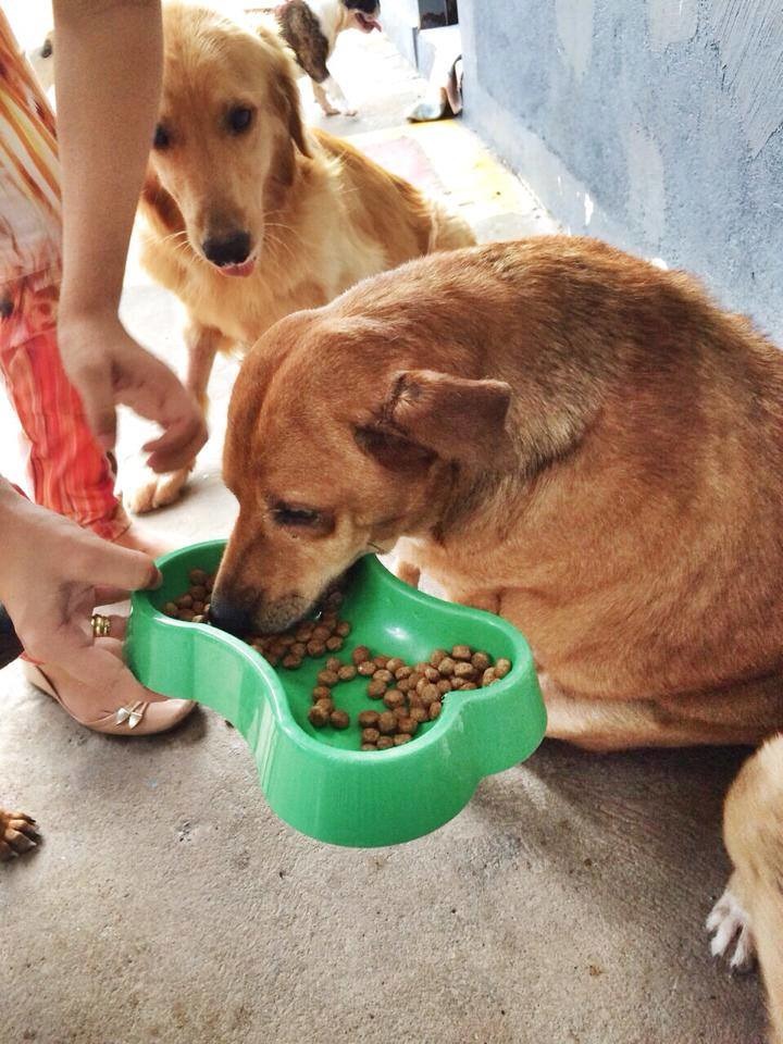 除了運動，還要節食。　取自PamPet臉書專頁