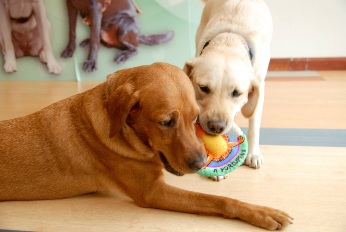 Toffee（左）今日中午已回到台灣導盲犬協會。　取自Taiwan Guide Dog Association臉書