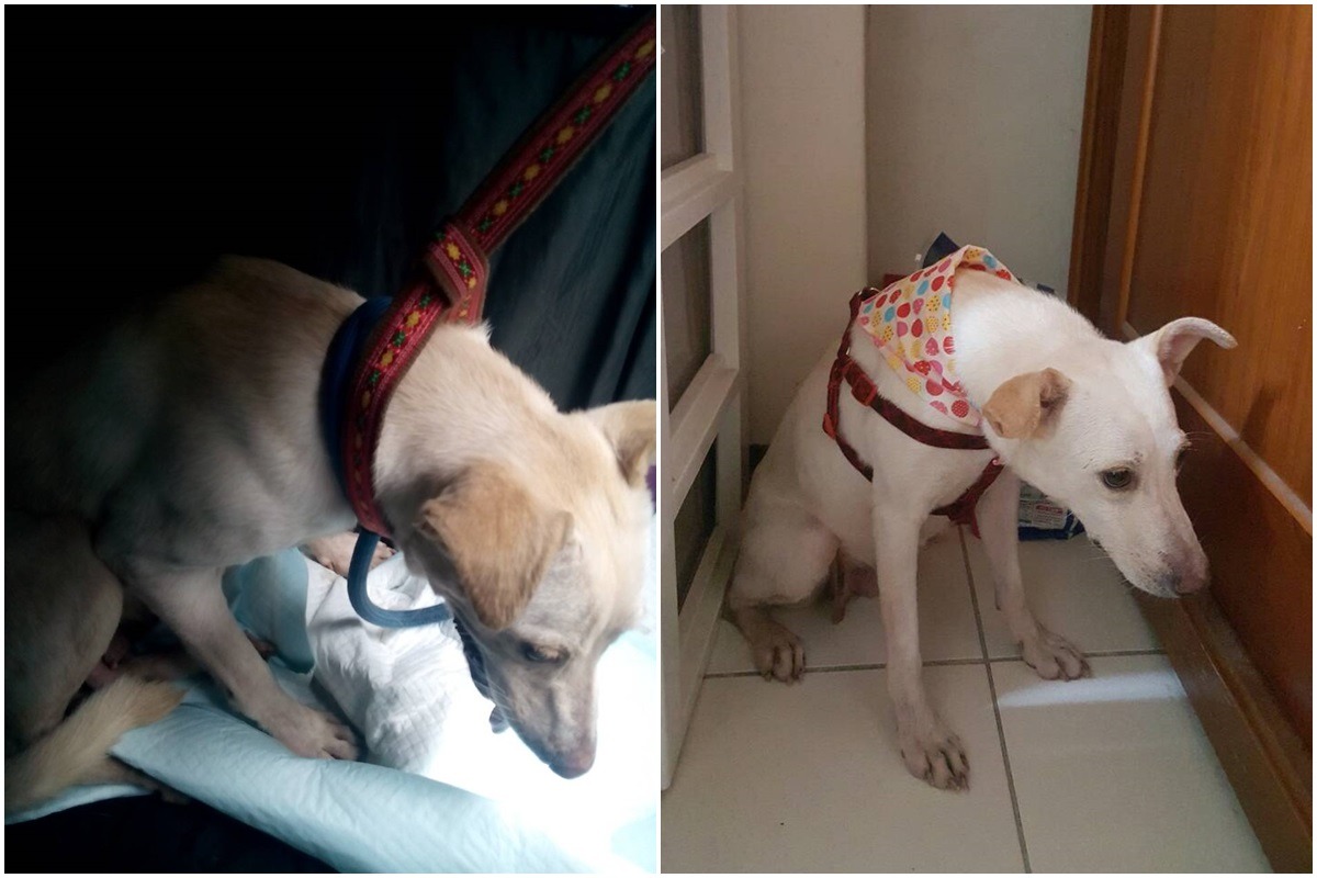 小白媽媽搭上計程車、剛到新家時都非常緊繃，馬上尋找角落縮成一團。　尤司機、呂小姐/提供