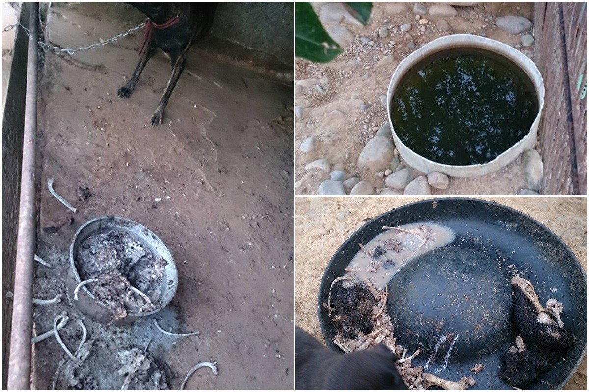 現場環境髒亂，水盆內長滿青苔，嫌犯一家以餿水、幼豬屍、雞屍餵食犬隻。　取自財團法人流浪動物之家基金會臉書