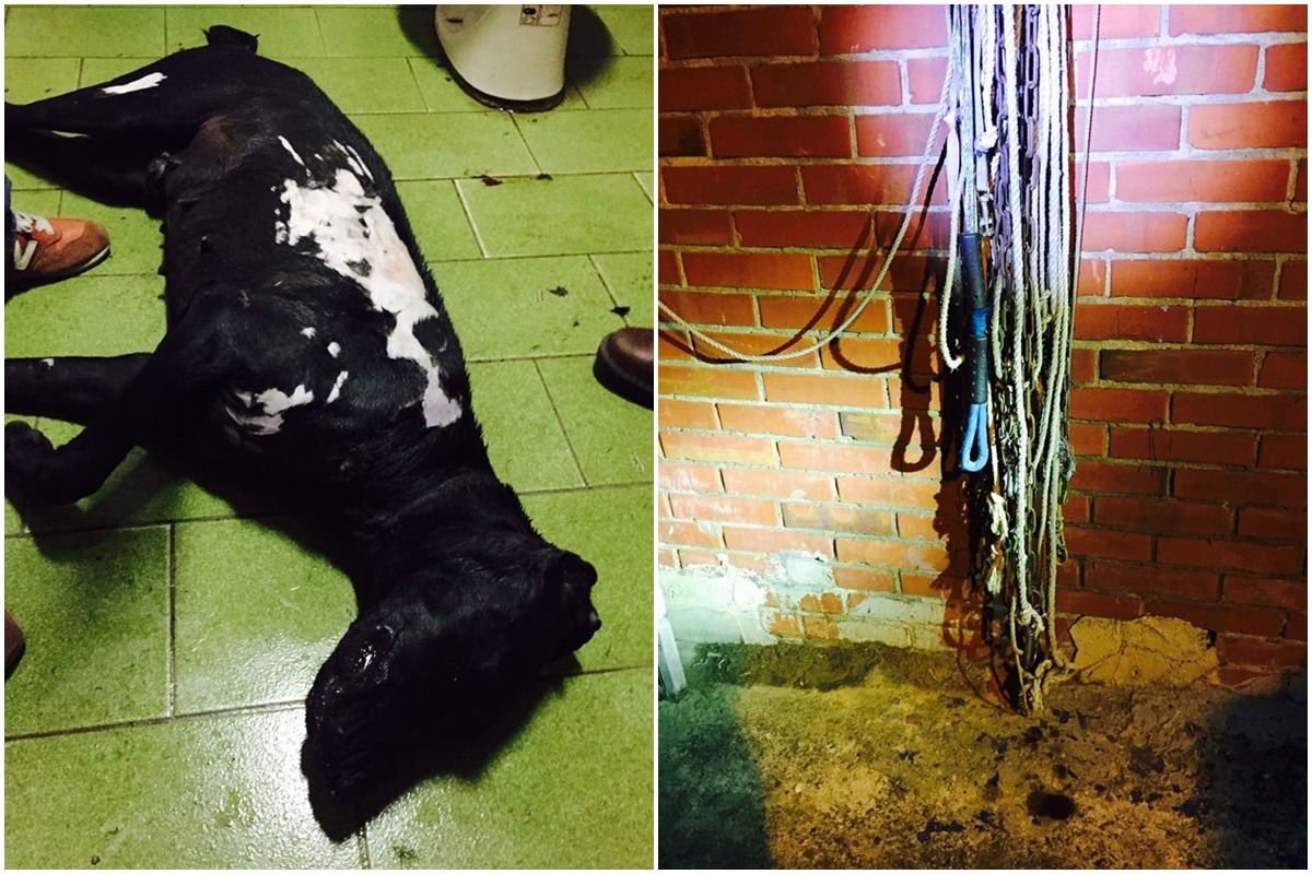 在團隊進入嫌犯家中時，一隻米克斯犬已經被除毛除到一半；屋外有大量繩索、鐵鍊，令人質疑犬隻來源與用途。　取自財團法人流浪動物之家基金會臉書