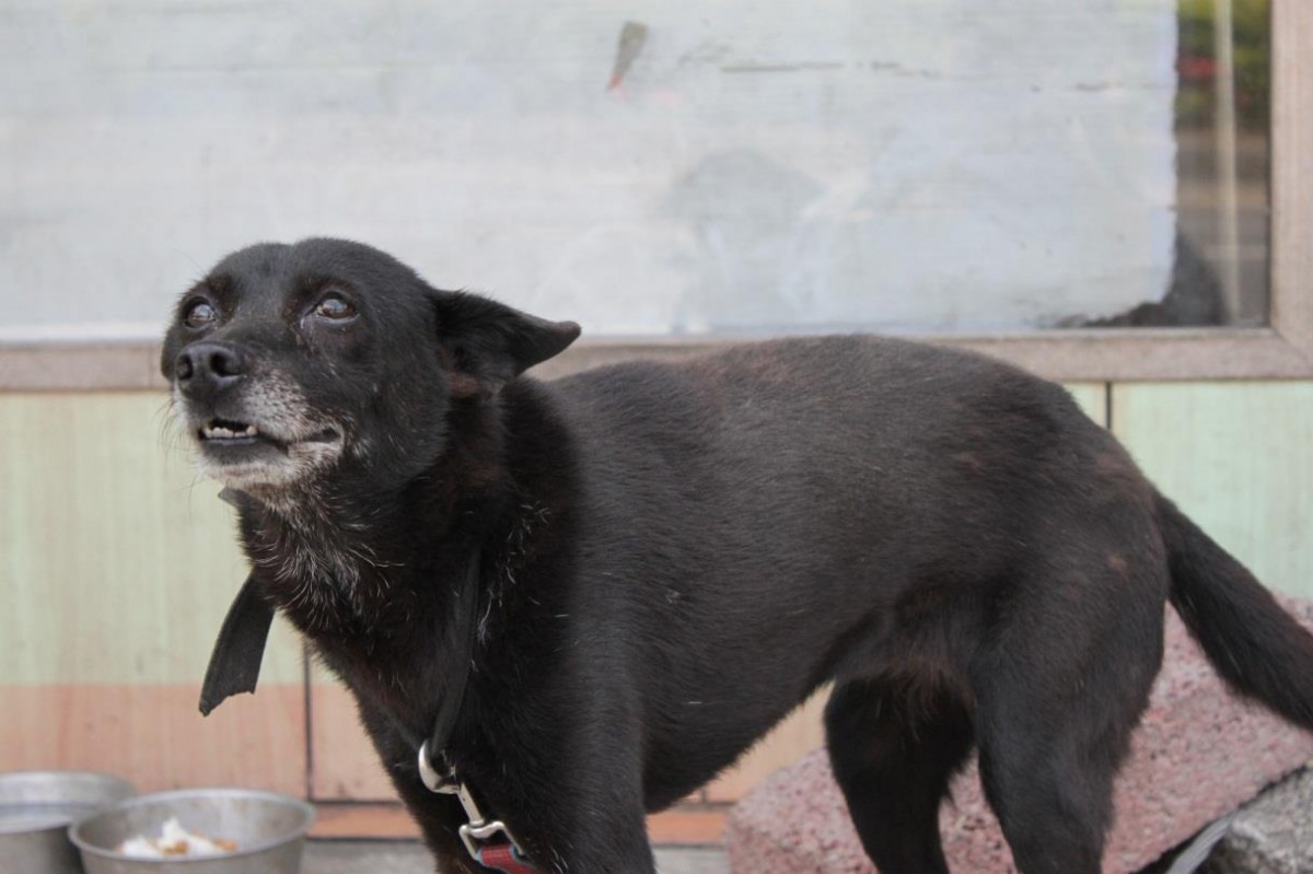 雖然狗兒們都是米克斯，有些年紀還稍大，但都非常親人可愛。　取自Taiwan SPCA 台灣防止虐待動物協會臉書