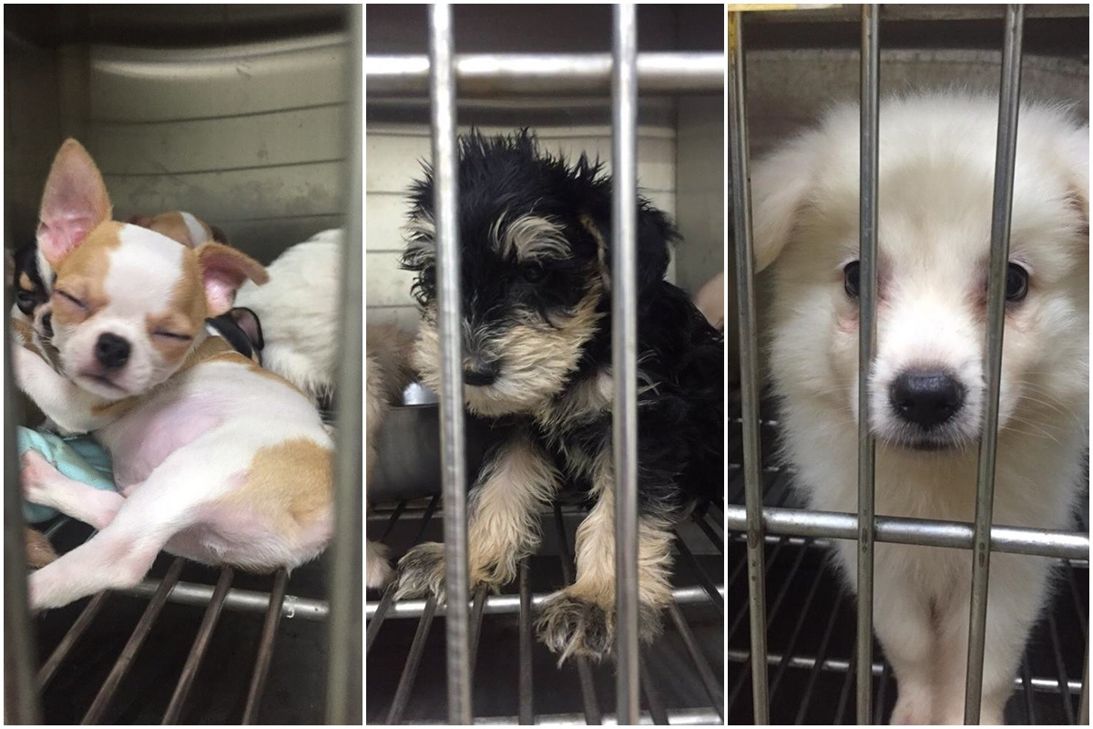 7日上午9點，台北市動物之家將開始發放號碼牌。　取自Taiwan SPCA 台灣防止虐待動物協會臉書