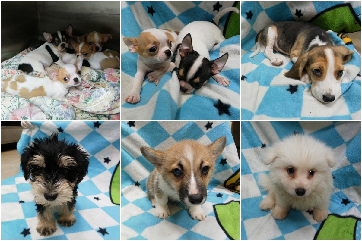 7日和 8日送養的狗兒皆為幼犬。　台北市動保處/提供