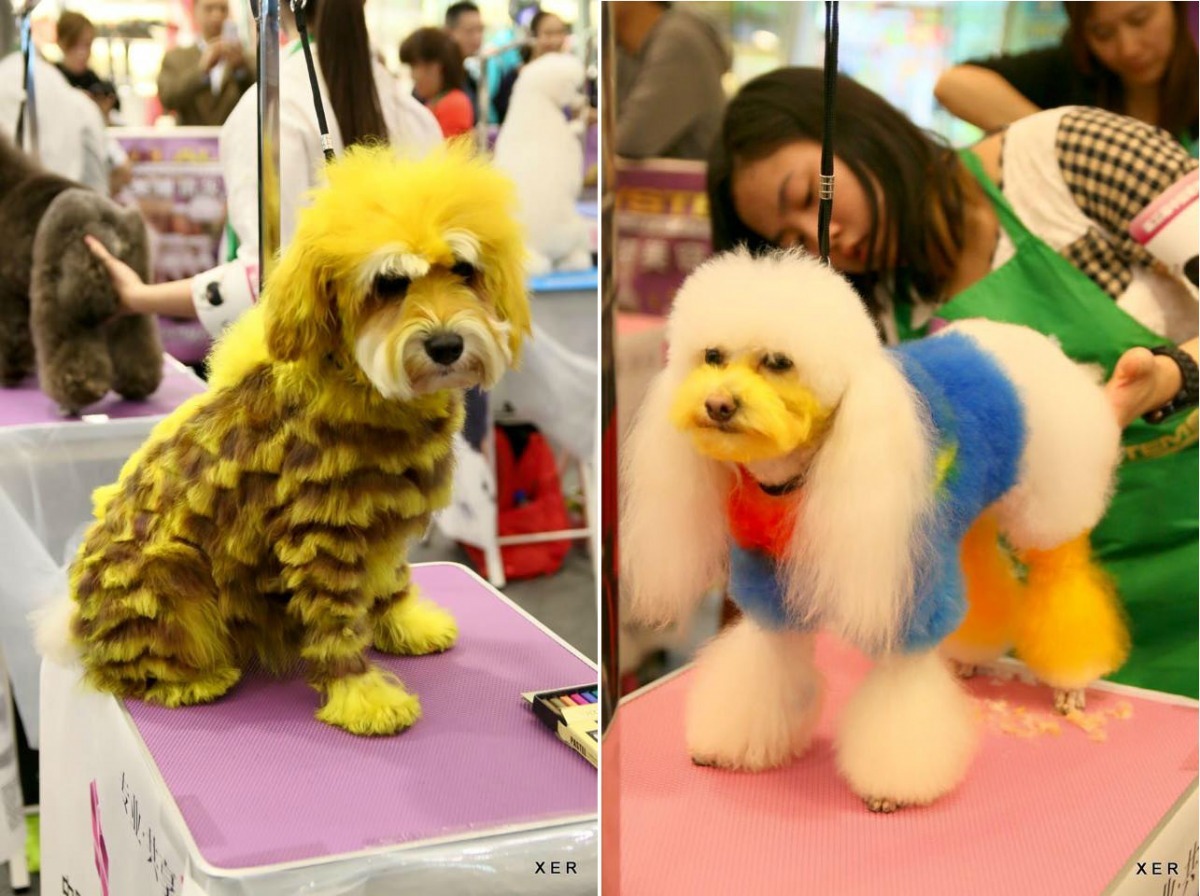 每隻狗兒都被染成誇張的造型。 取自Doggieplus Ray臉書專頁