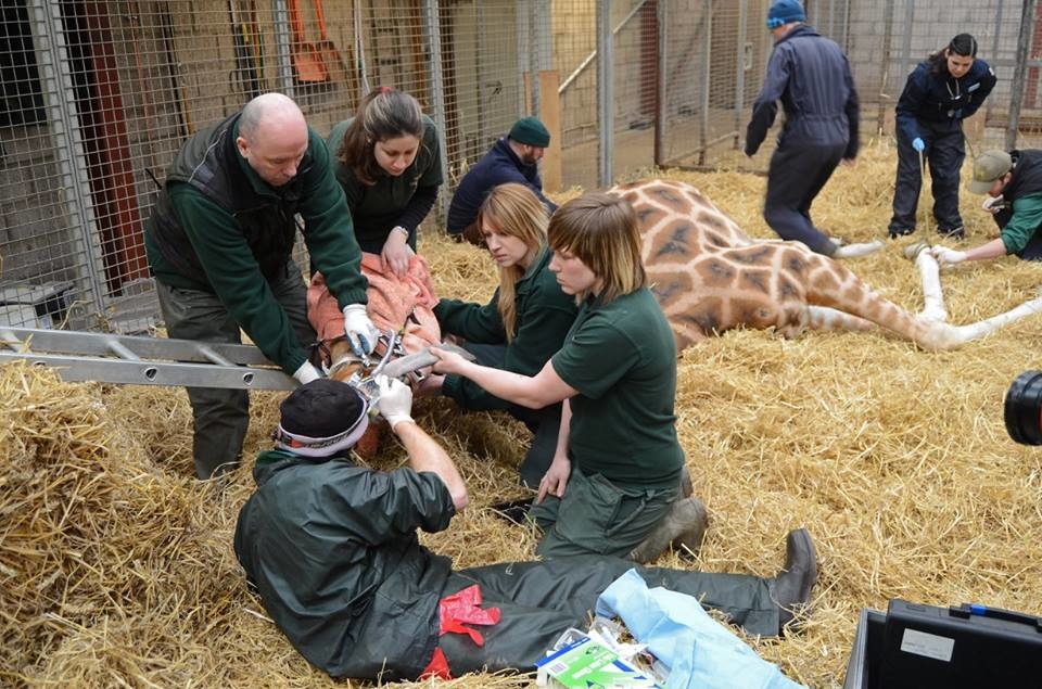 幫一隻長頸鹿看牙，需要動用不少人力。 取自Blair Drummond Safari Park臉書專頁
