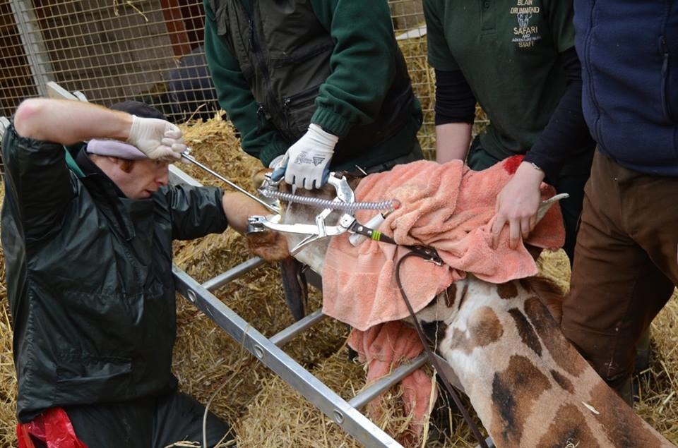 獸醫師幫凱莉檢查牙齒。 取自Blair Drummond Safari Park臉書專頁