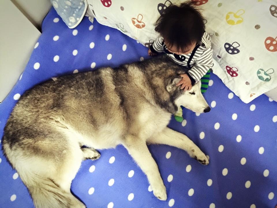 小硯與Hero哥哥感情好，時常曬恩愛給媽媽看。 　取自我們是家人專頁