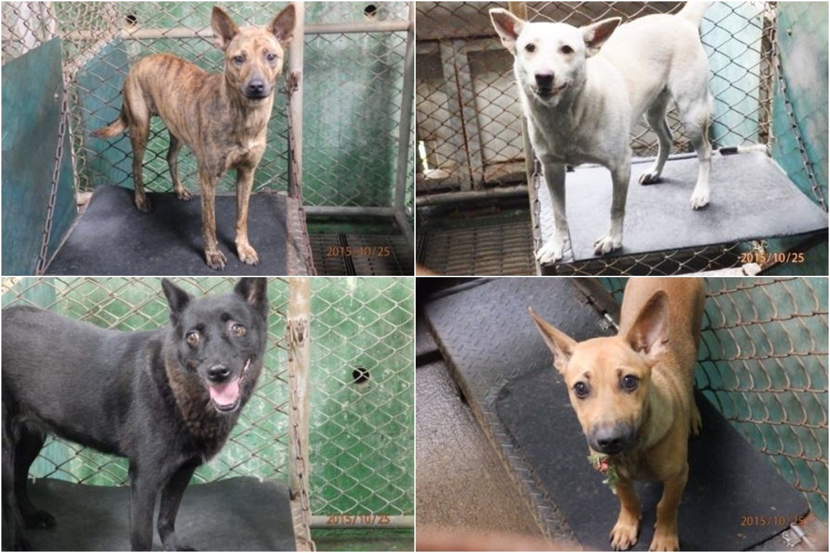 架高鐵板上的黑色橡膠墊具有保暖效果,常用於經濟動物,一般大眾較不熟悉。 謝銘峰/提供