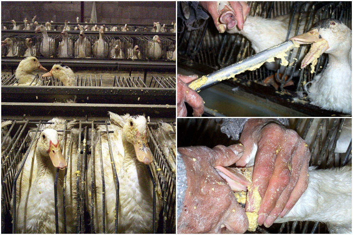 在法國，有60%的鵝肝養殖場飼養空間狹窄，鴨鵝不能站立或舒展筋骨。　取自stop-foie-gras.com