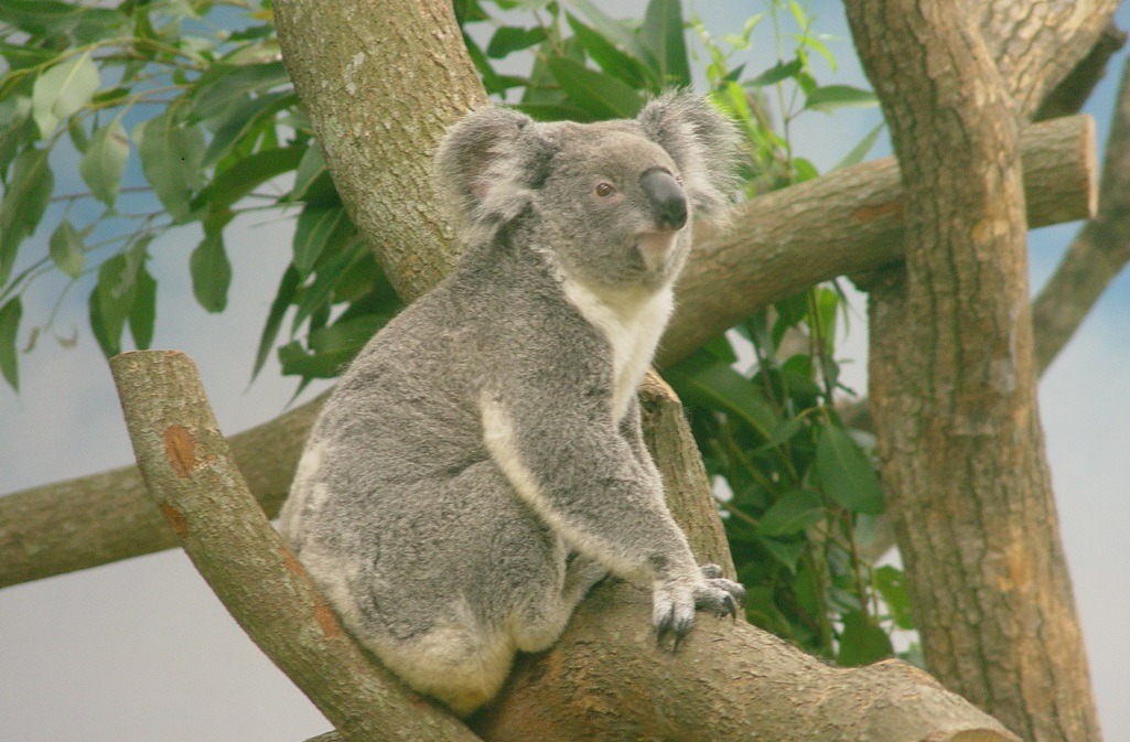 無尾熊、國王企鵝、大貓熊，明星動物接連引進台灣，但也很快就失寵於大眾。　取自臺北市立動物園