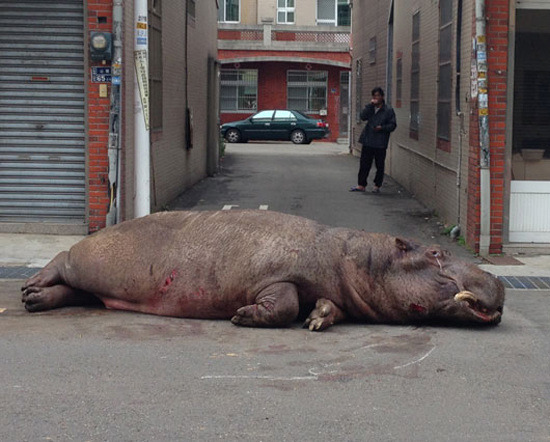 阿河摔車後倒在路中央無法站立，眼睛的分泌物像極了在流淚，令眾人心疼。　取自網路