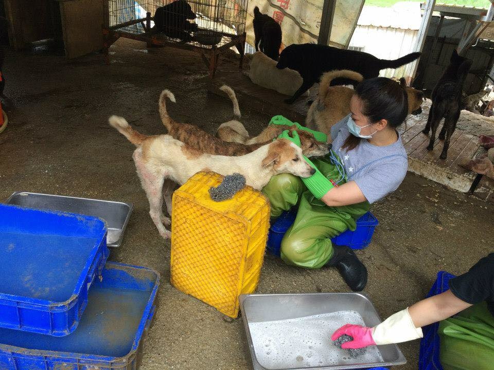 青蛙裝好清洗,也不怕狗狗太熱情。 取自俠女幫粉絲團