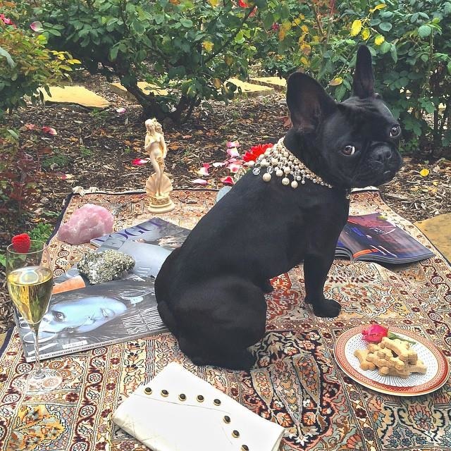 「我喜歡看時尚雜誌，可是都沒有狗狗尺寸的衣服和飾品！」　instagram_ladygaga