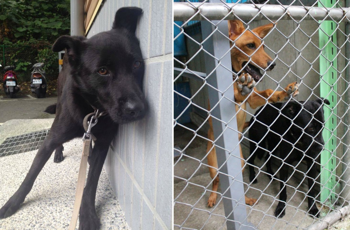 Fido 是隻相當敏感、容易膽怯的狗(左)。2號助教犬Holy正在「身體力行」的教Fido對人敞開心房(右)；雖然Holy是助教犬，但也開放民眾認養。　取自內湖收容所之訓犬工作日誌、李娉婷/攝