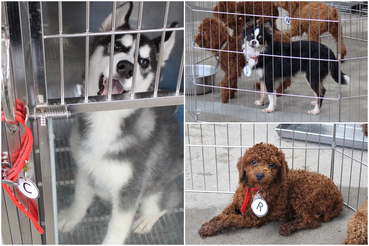 每隻狗兒有各自的編號，民眾最多可選擇2隻狗兒抽籤。　李娉婷/攝