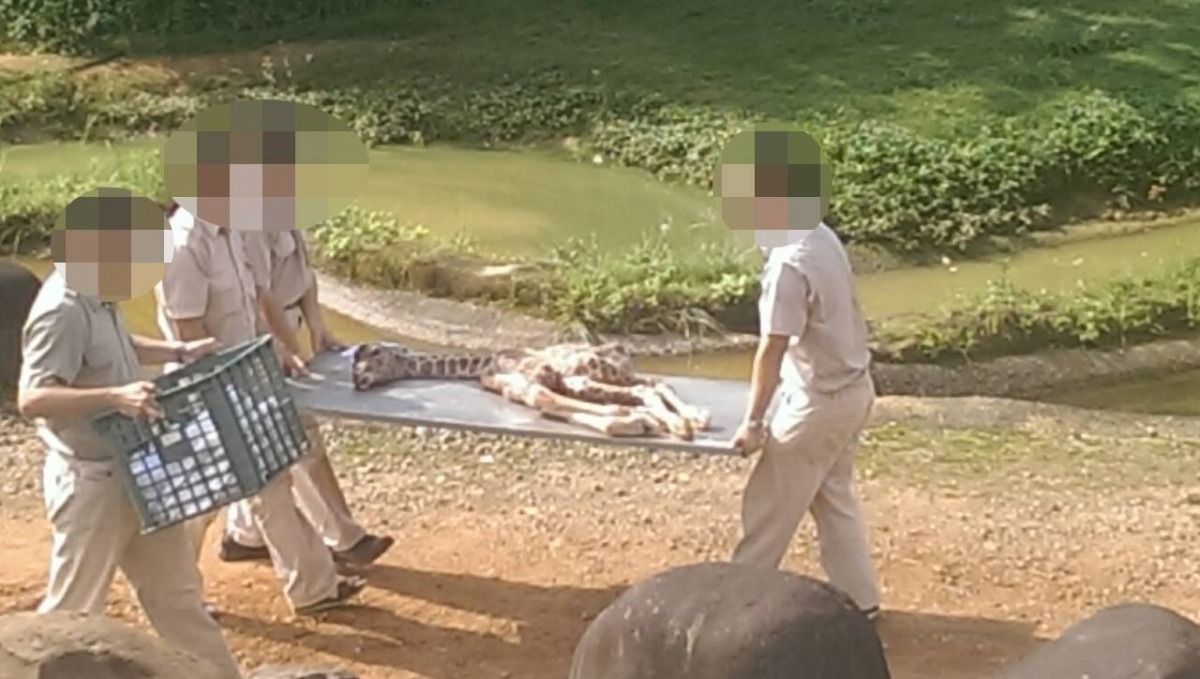 小長頸鹿落地後半小時被工作人員以擔架抬走。　翻攝網路