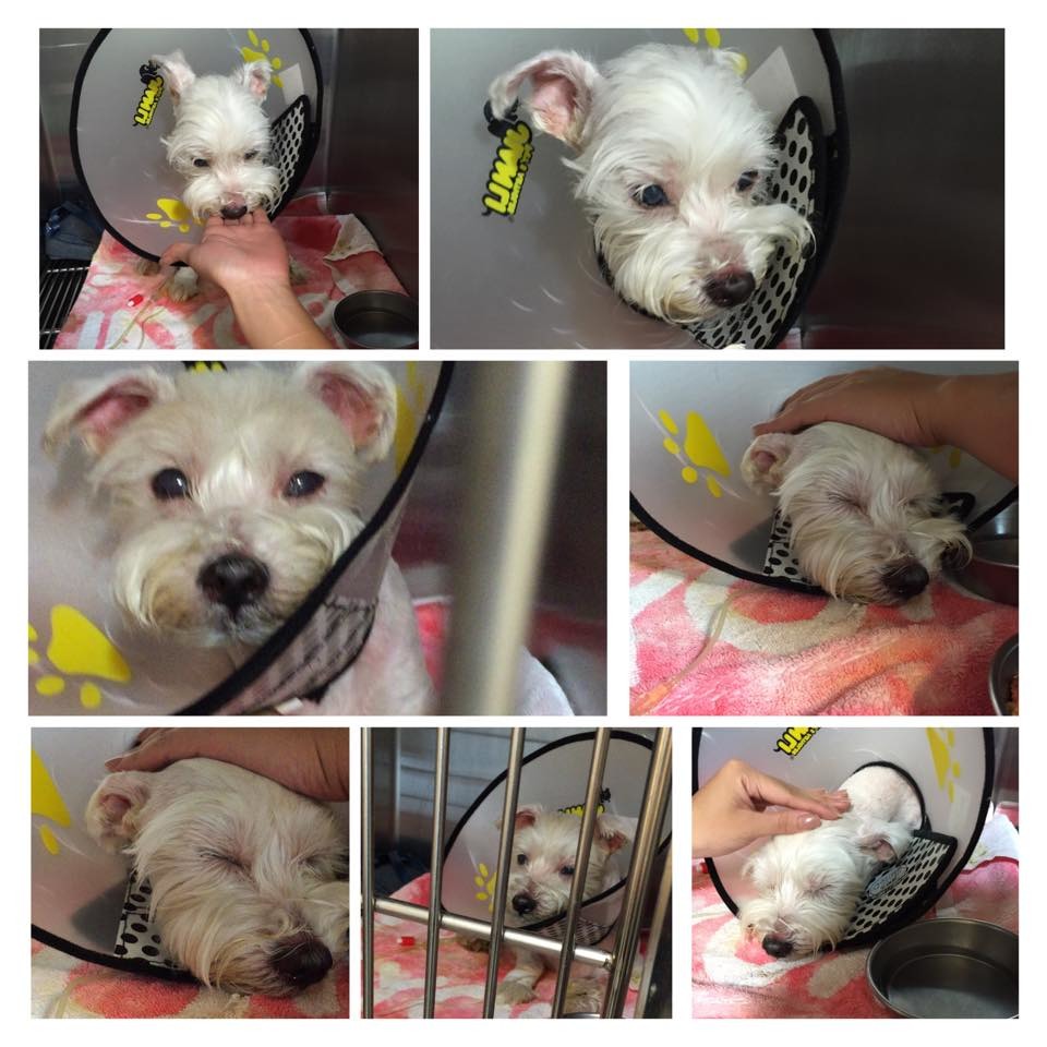 熊比昏睡了很多天，總算稍微清醒。　翻攝網路