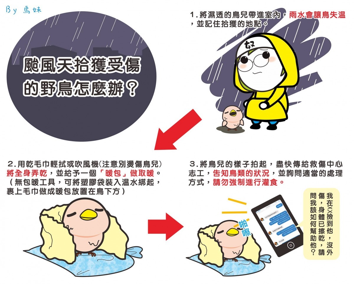 颱風天遇到野鳥的處理方式。　取自「鳥妹愛嘰喳」專頁，台北鳥會野鳥救傷中心轉發
