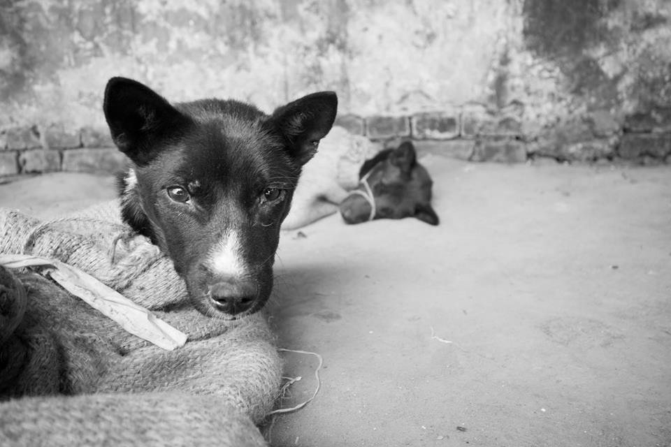 雖然Nagaland人吃狗肉,但犬隻在生前受到妥善照顧,就像過去人們少量飼養的家禽、家畜一般。 兜兜/提供