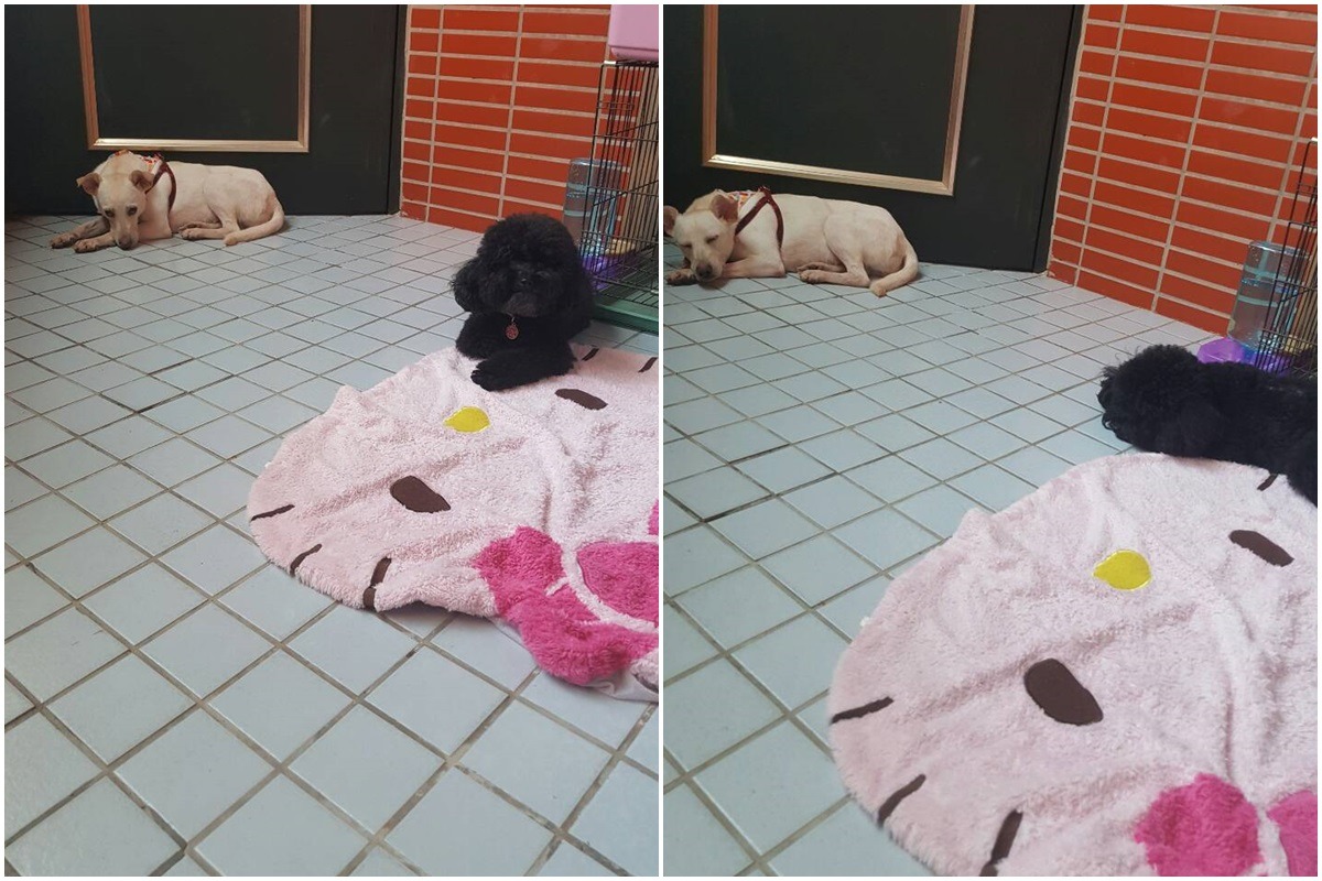 一陣子後，小白媽媽終於願意從小角落走出，而呂小姐家的黑貴賓也不排斥小白媽媽，才第一天就出現一起溫馨睡倒的畫面。 呂小姐/提供