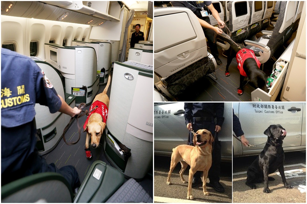 Cora（1歲，黃色母狗）與Tully（4歲，黑色公狗）進入機艙，執行反恐偵爆任務。　取自網路、關務署臺北關