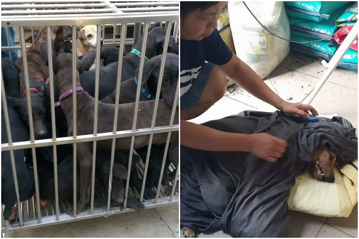 26日苗栗縣動保防疫所未經通知，將67隻狗送往徐園長護生園，其中一隻病犬因過度擁擠，在抵達護生園不久後即死亡。　取自徐文良（徐園長護生園）臉書
