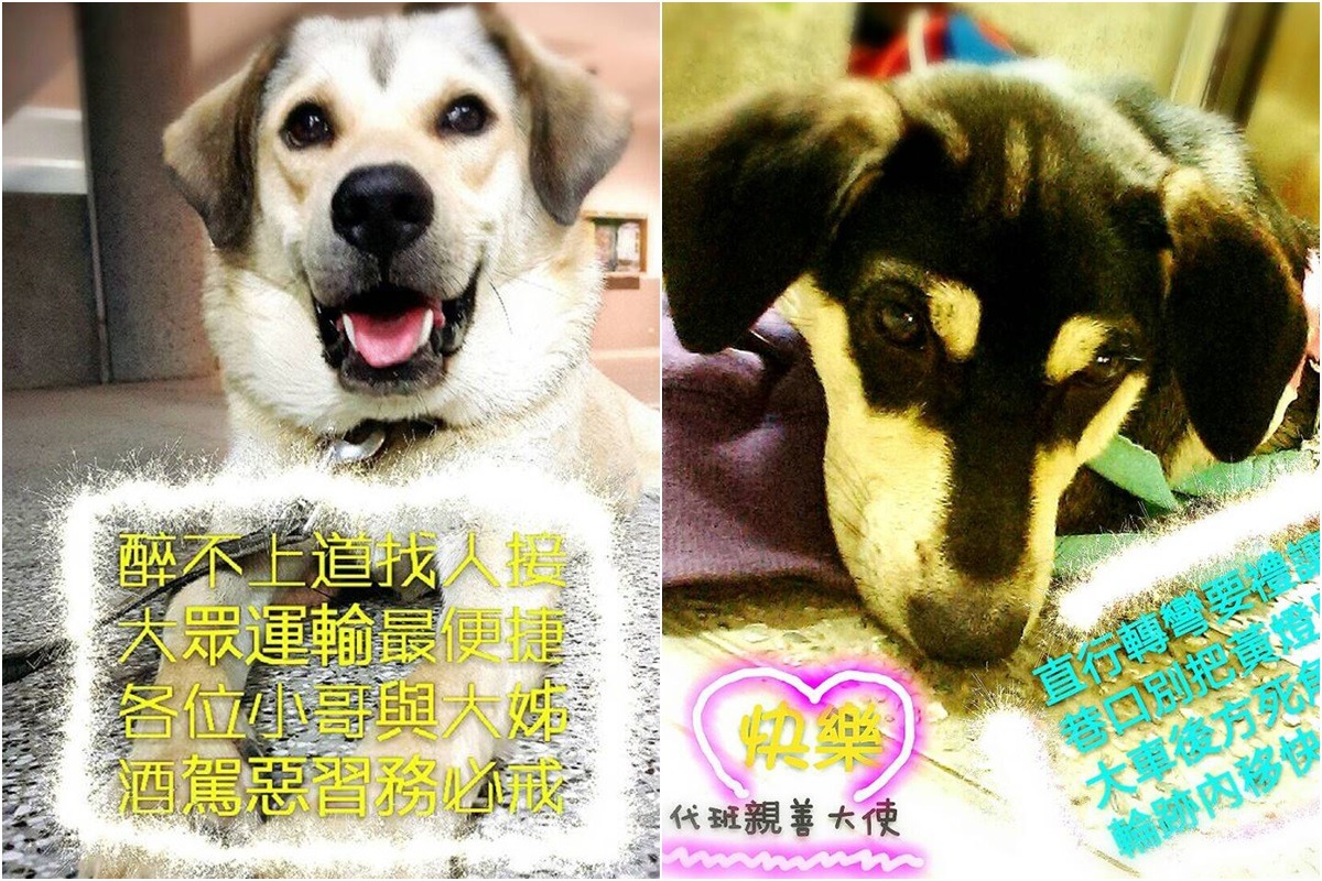 左營中學的交通安全宣導大使中秋(左)與快樂(右)。 取自左營國中交通安全你我他