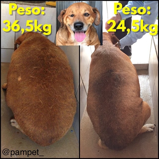 球球減肥期間的體型變化。　取自PamPet臉書專頁