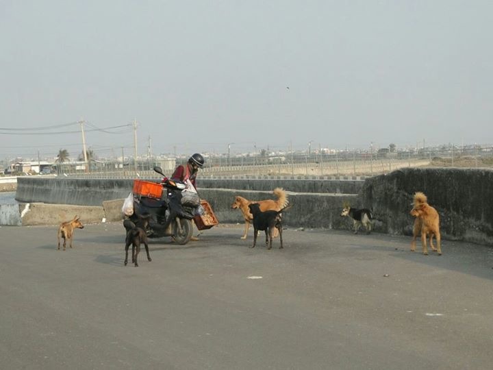 彌陀海岸有許多民眾會餵養流浪狗，這位愛媽則是餵養大戶，狗兒一見到她馬上圍過去。 動保聯合團隊/提供
