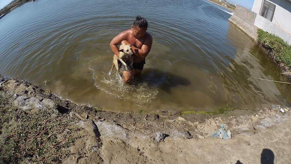 追捕過程中,狗兒掉入魚塭,志工下水救狗。 吳麻吉/提供