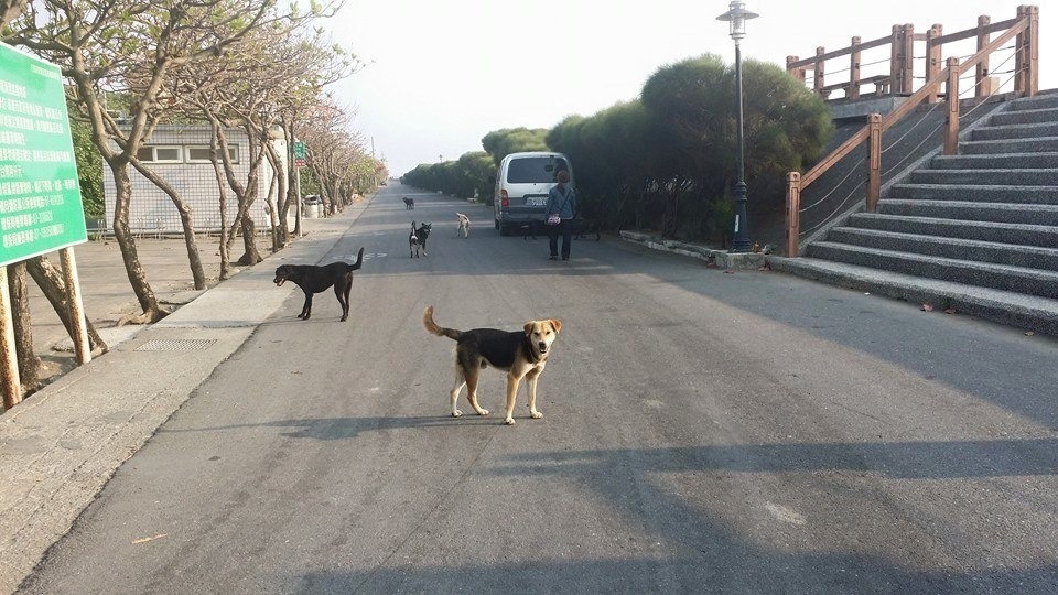 高雄市彌陀區沿海流浪狗問題嚴重。 吳麻吉/提供