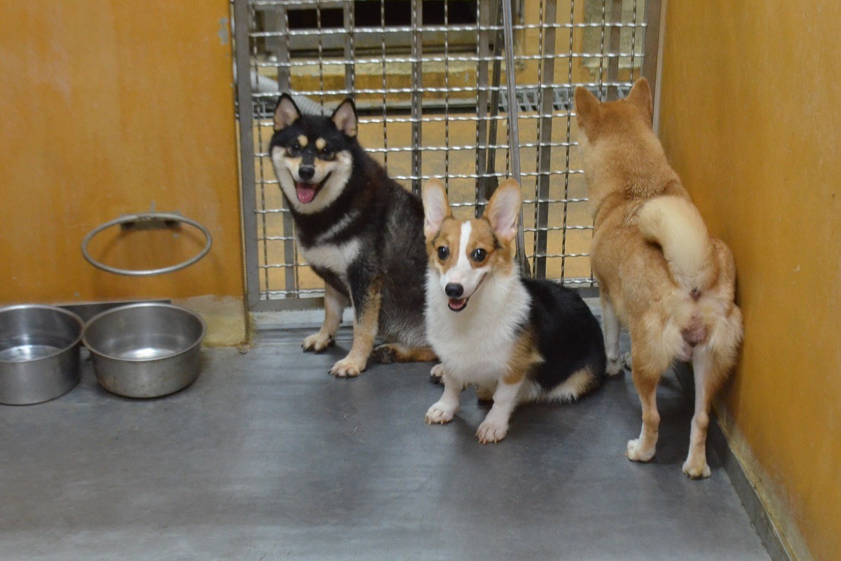 此次破獲的非法繁殖場飼養狀況不差，所有犬隻一早就被搶領完。　取自新竹縣動物保護資訊網