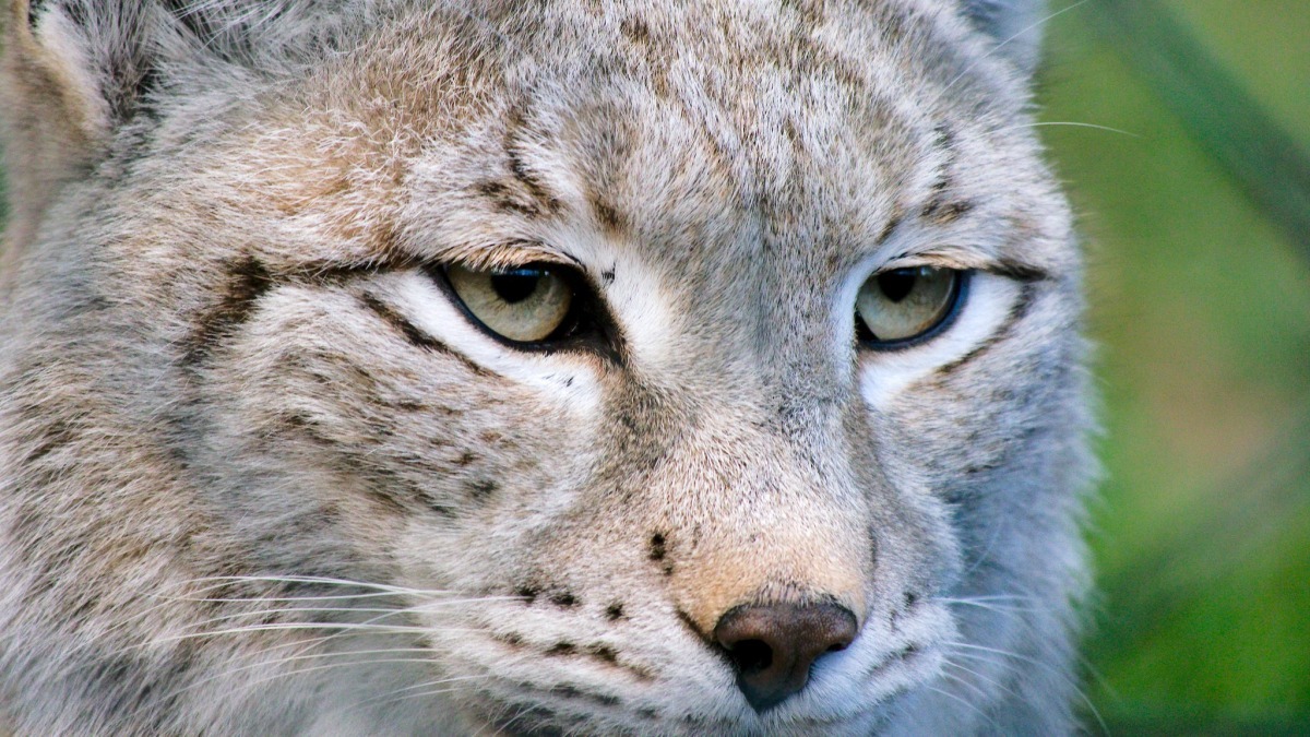 圖為有著美麗大眼的林曳山貓，原本能自由往來於歐洲各國邊界的牠，近日卻因難民危機各國架起圍籬而遭到威脅，成了難民潮下的犧牲者。　flickr_klengel