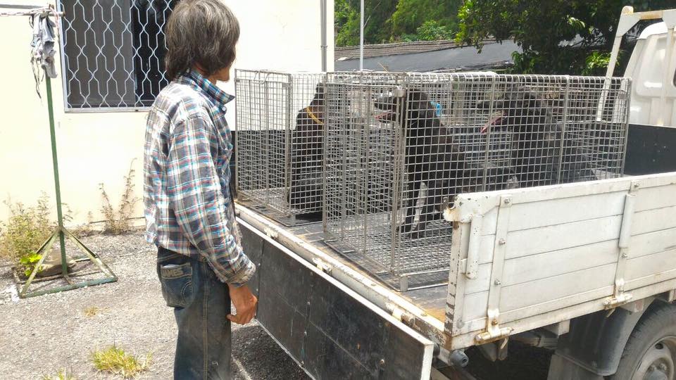 蕭先生迎接完成手術返家的狗狗。取自「臺東縣動物防疫所」臉書