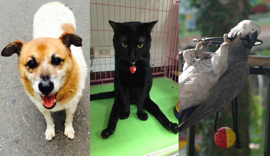 2015第一屆校園星寵選拔結果出爐! 取自文化守護神-小花、校園星寵、台南市六信高級中學專頁