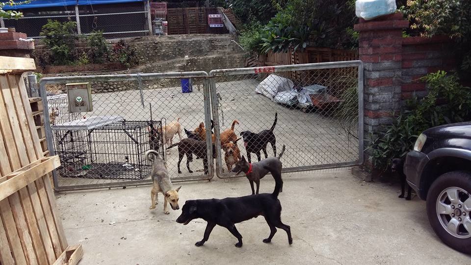 增加圍籬後的蘇進財狗園，但管理人員卻不關大門，犬隻依然時常跑出狗園。 取自徐春水臉書
