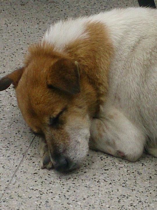 激烈的競爭過後,文化小花粉絲專頁還貼出牠的睡眠照,開玩笑表示「最近為了選舉實在太操勞了」! 取自文化守護神 - 小花專頁