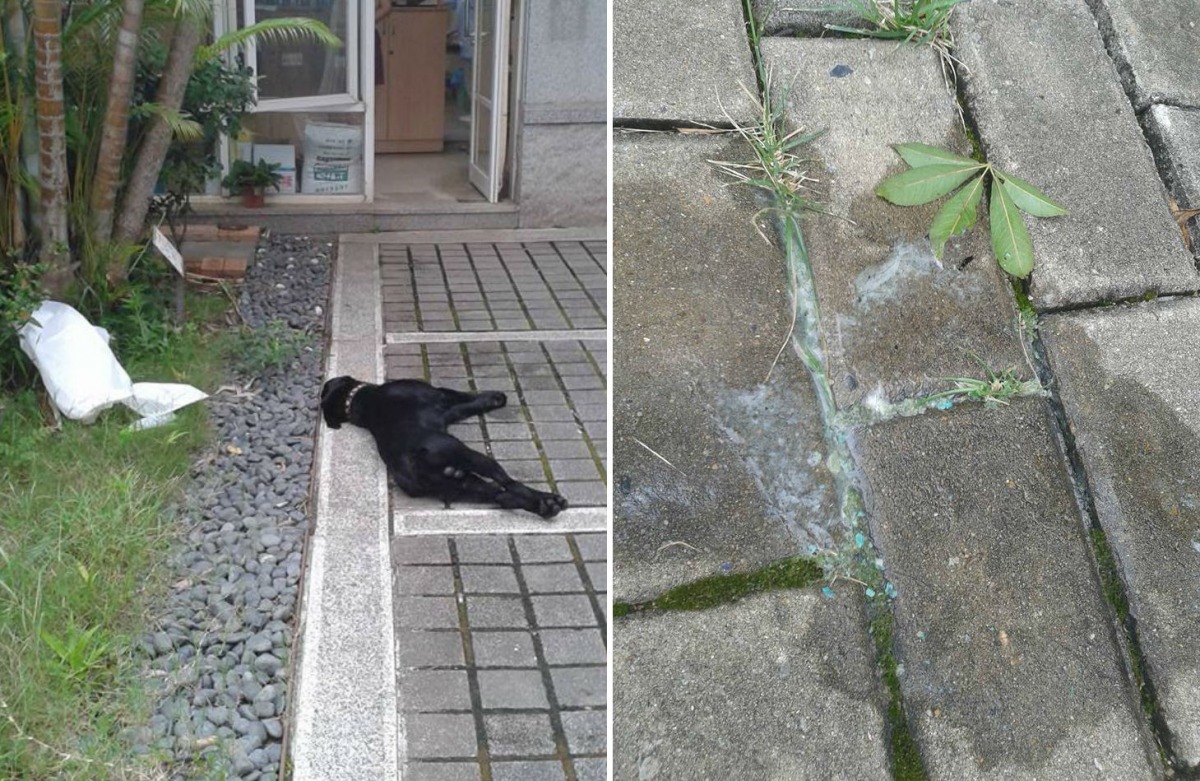 上周末受害的犬隻雖然當場吐出毒物，仍搶救不回。 汪先生/提供