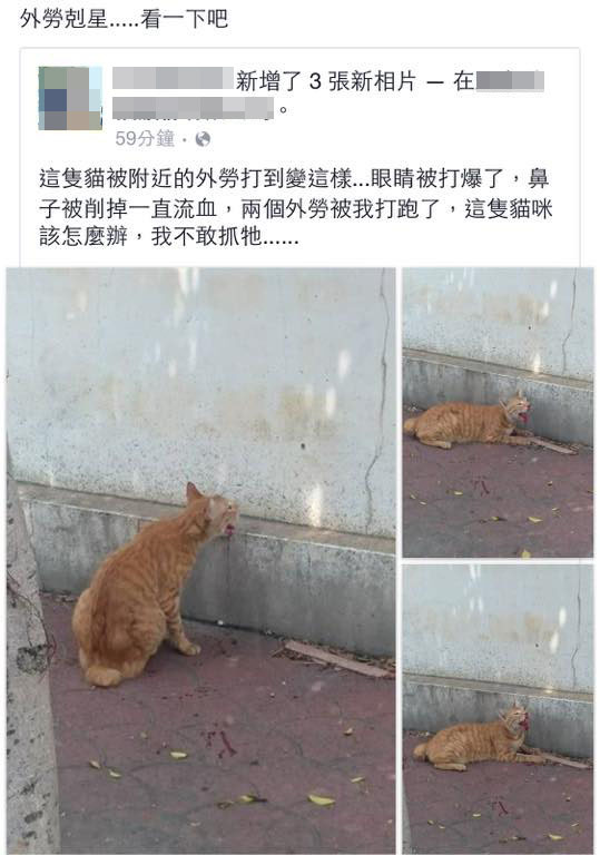 台中市大甲區一位民眾上傳傷重橘貓照片，並表示為移工所為，但事後表示自己只看到移工在貓旁，稱他們打貓為未經確認資訊，已將原文刪除。　文榮/提供