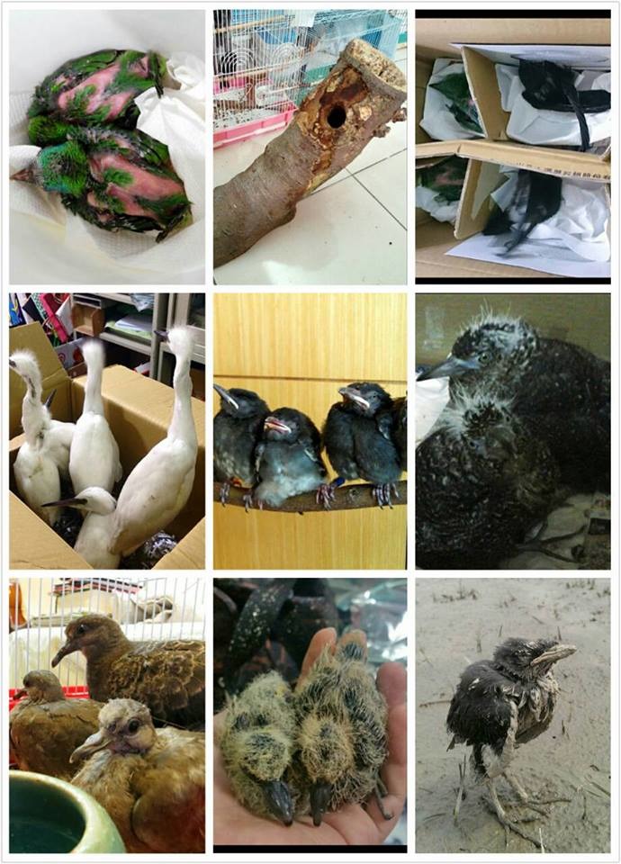 颱風吹倒了樹木，也吹落了巢裡的幼雛鳥，台北鳥會野鳥救傷中心一時之間鳥滿為患。　取自台北鳥會野鳥救傷中心
