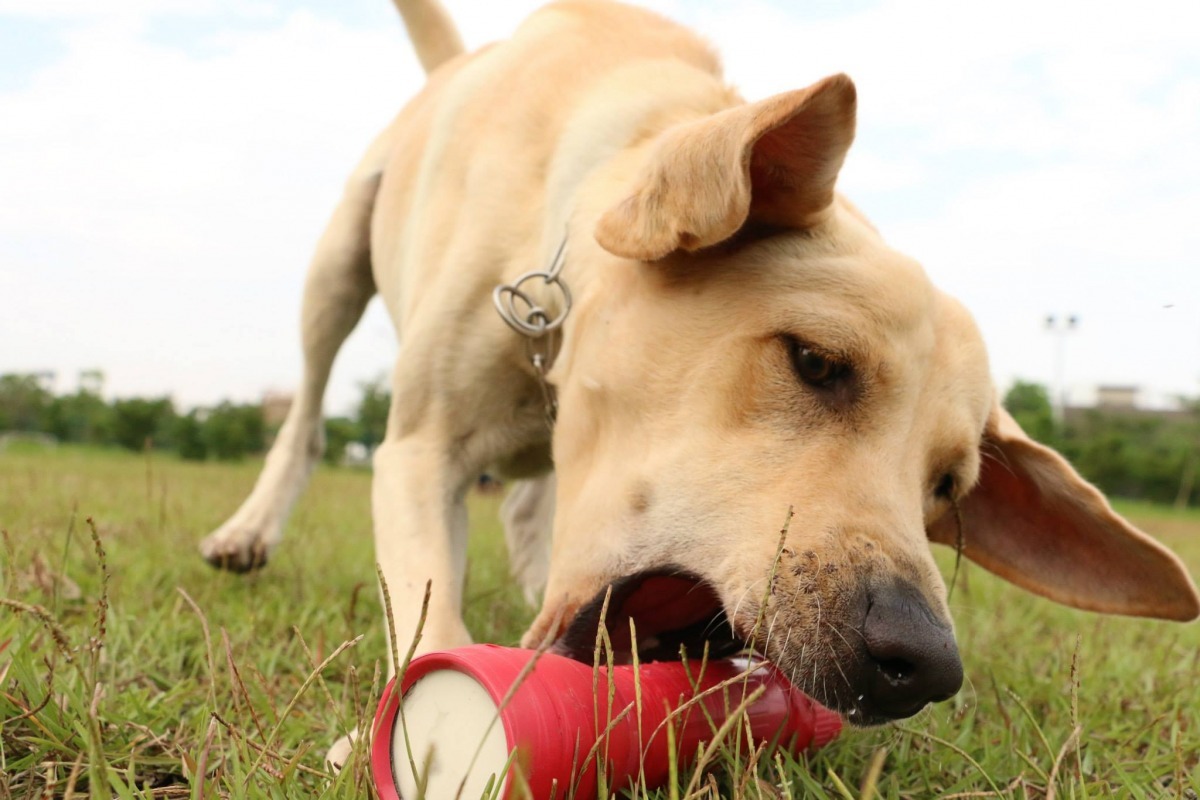 頑皮狗適合當搜救犬。　取自台東犬壘打-台東搜救犬