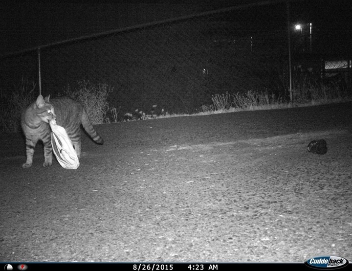 深夜溜出家門偷竊的小虎。　取自Happy Kleptokitty專頁