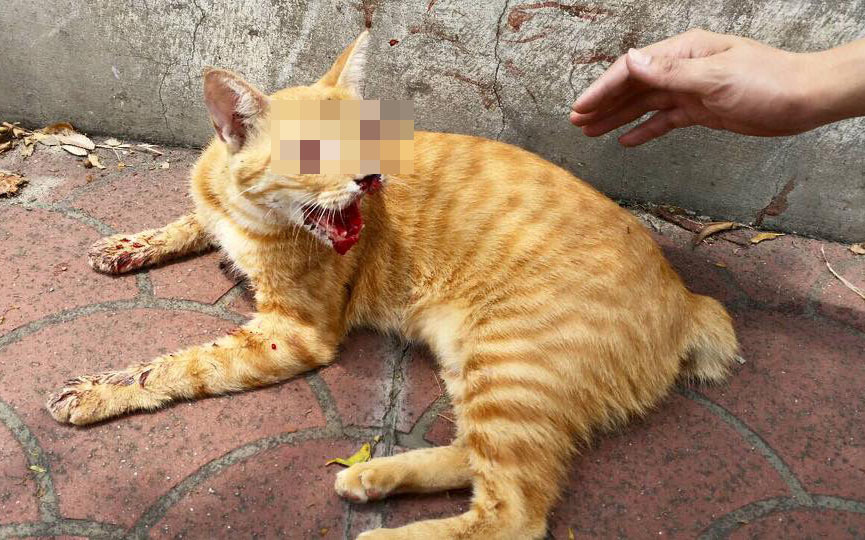 文榮接獲救援求助訊息前往協助，緊急將受傷貓咪送醫治療。  文榮/提供