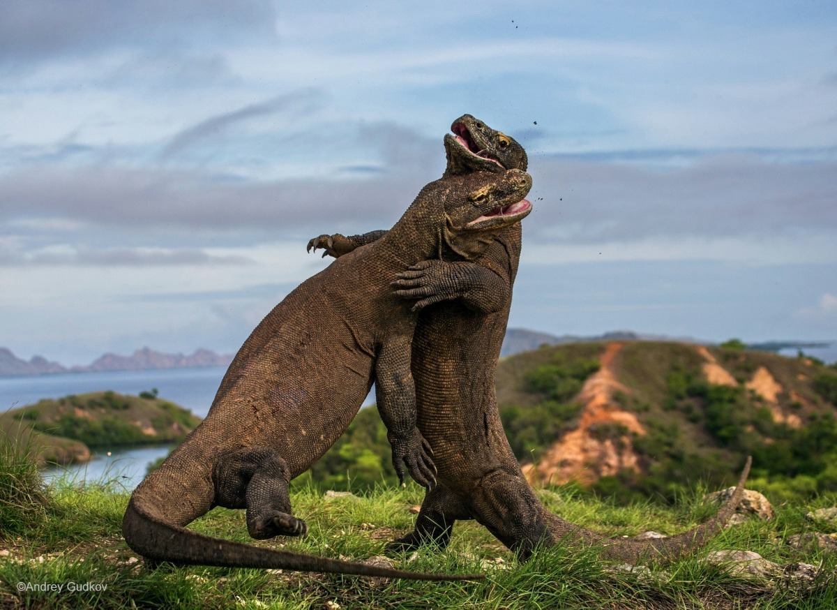 Facebook_Wildlife Photographer of the Year