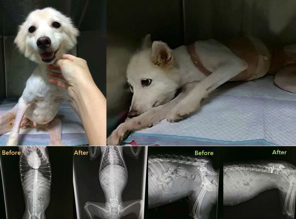 小雨的胸椎、尾椎已經由手術固定，雖然已癱瘓，但不會對將來的行動造成其他影響。　  取自狐狸犬的幸福拼圖