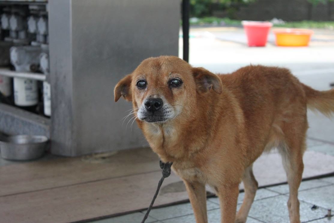 蔡愛媽收養的狗兒年紀不一，有10多歲的老犬、也有1歲左右的幼犬。　取自Taiwan SPCA 台灣防止虐待動物協會臉書